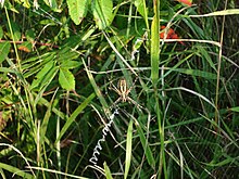 Writing spider on stabilimentum in Iowa