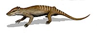 Yanoconodon