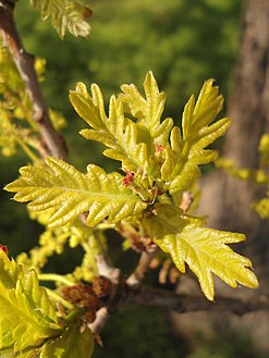 New leaves and reddish pistillate or 'female' flowers of Quercus robur