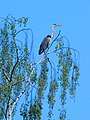 Ardea cinerea su betulla