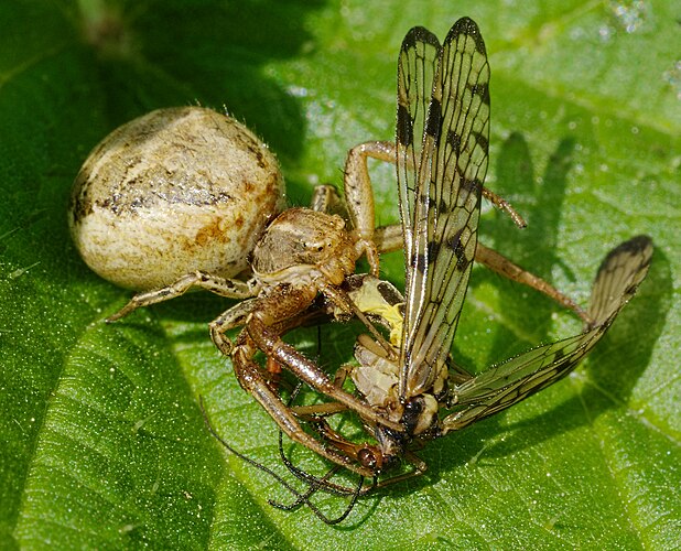 Самка паука Xysticus cristatus с добычей