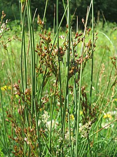 Description de l'image 20170620Juncus inflexus2.jpg.