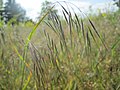 Bromus tectorum