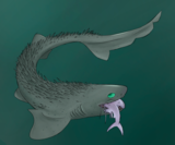 Acanthorhachis (likely inaccurate)