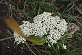 Achillea nobilis