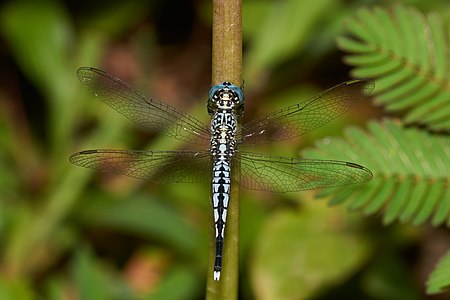 Acisoma panorpoides male