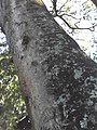 Trunk of Albizia adianthifolia
