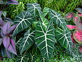 Alocasia micholitziana