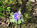 Anemone blanda