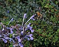 Nepeta cilicica