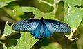 Common batwing (Atrophaneura varuna)