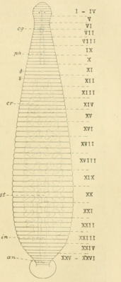 Сегментация Batracobdelloides reticulatus