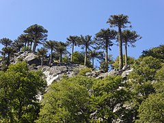 En lo alto, bosque de Araucaria araucana.