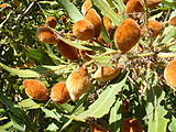Brabejum's almond-like nuts are inedible to humans, but relished by porcupines.
