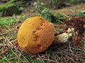 Buchwaldoboletus lignicola