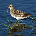 Calidris subminuta ili Erolia subminuta