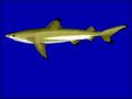 Un tiburón (Carcharhinus melanopterus)