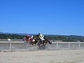 Carreiras de cabalos no Centro Ecuestre de Antela en Sandiás