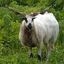 a white sheep with black marks on the face and long spiralling horns