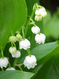 Le muguet de mai (Convallaria majalis). (définition réelle 480 × 640*)