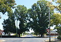 English elms in Cootamundra, New South Wales, one trimmed for power line (2015)