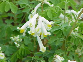 Corydalis ochroleuca