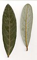 Leaves showing venation