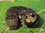 Larva of elephant hawkmoth (Deilephila elpenor) displaying eyespots when alarmed
