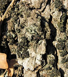 Dotted Jelly Lichen (Enchylium conglomeratum) on bark of tree
