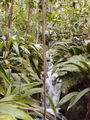 Arroyo en la cúpula tropical