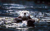 Examining how the harvesting of kelp effects the sea otter population