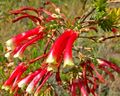 Erica versicolor