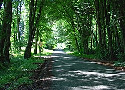 Forest road near Emo