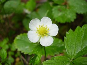 Fragaria vesca