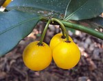 犁地果 Cherry mangosteen