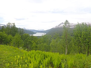 Vue du fjord depuis la E6 au Sud de Gratangsbotn.