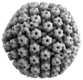 Herpes simplex 1 capsid