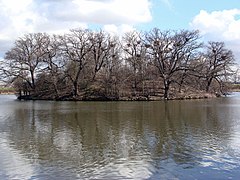 Héronnière (Walthamstow Reservoirs, Angleterre).