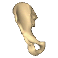 Right hip bone. Animation.