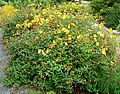 Hypericum 'Hidcote'