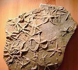 Asteriacites, ichnogenre attribué à des étoiles de mer (groupe Cubichnia).