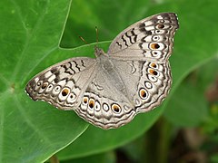 Junoniini Junonia atlites