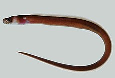 Kaupichthys nuchalis