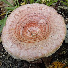 "Lactarius torminosus"