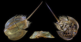 Американский мечехвост (Limulus polyphemus)