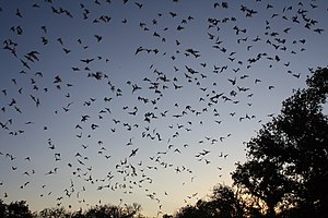 להקת מיליוני עטלפים מהסוג אשף מקסיקני יוצאים מפתח מערת בראקן בטקסס בעת שקיעה.