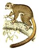 Illustration of a giant mouse lemur from 1868