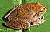 Northern Barred Frog (Mixophyes shevilli)