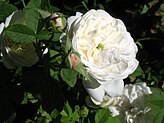 Close-up of a cup-shaped white rose with a bit of green in the centre, with some pale pink rosebuds alongside.
