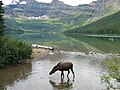 Moose at Cameron Lake